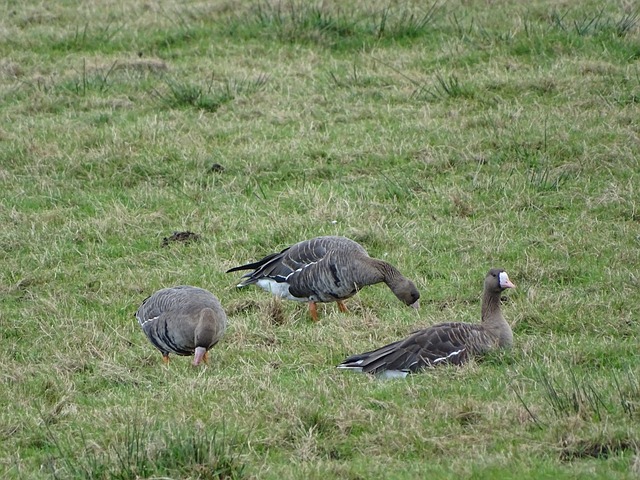 其他几支球 其他几支球