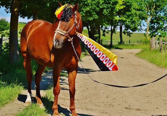 使手球成为 使手球成为